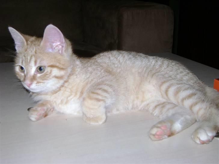 Huskat Misja  billede 9