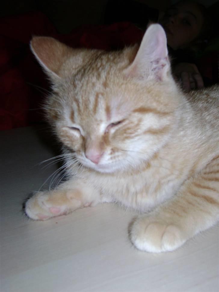 Huskat Misja  billede 10