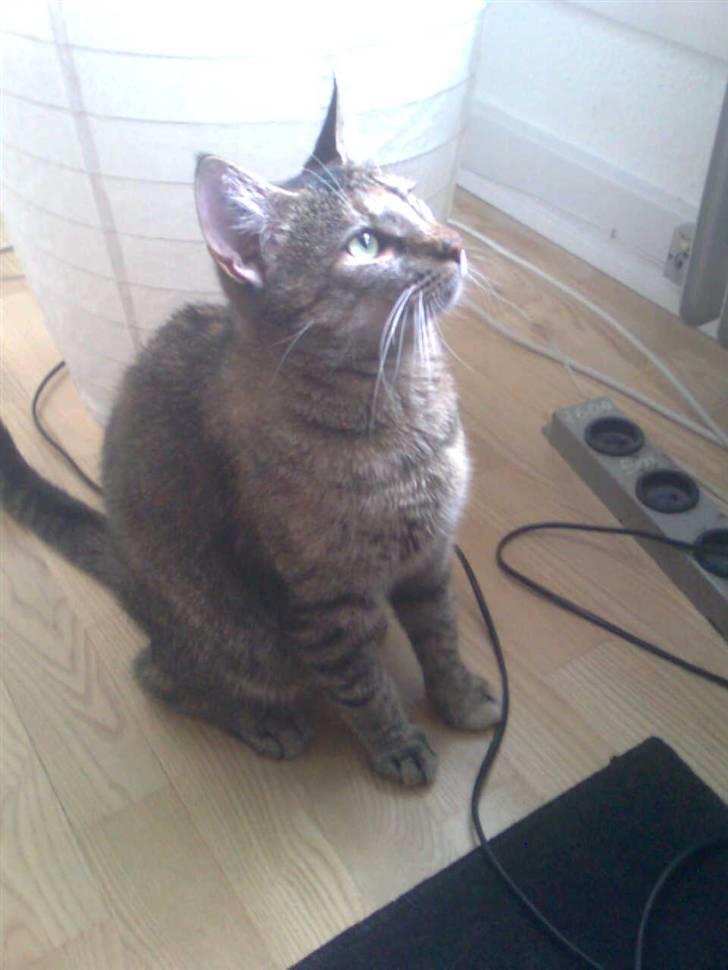 Huskat Kinni billede 1