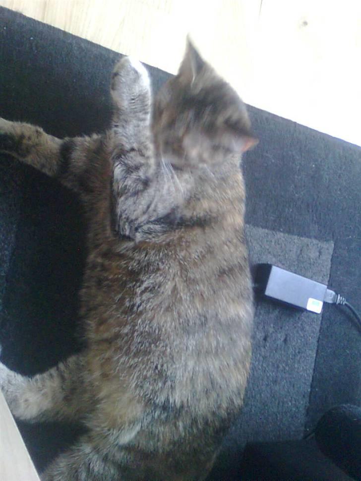 Huskat Kinni billede 2