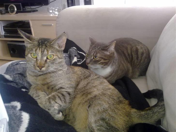 Huskat Kinni billede 3