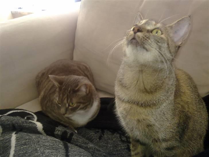 Huskat Kinni billede 4