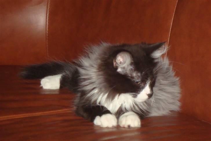 Norsk Skovkat  Fru Marius billede 16