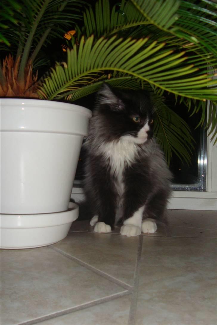 Norsk Skovkat  Fru Marius billede 17