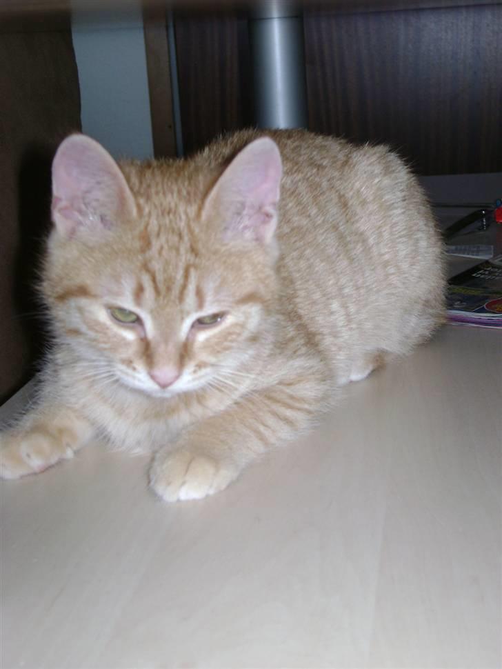 Huskat Misja  billede 11