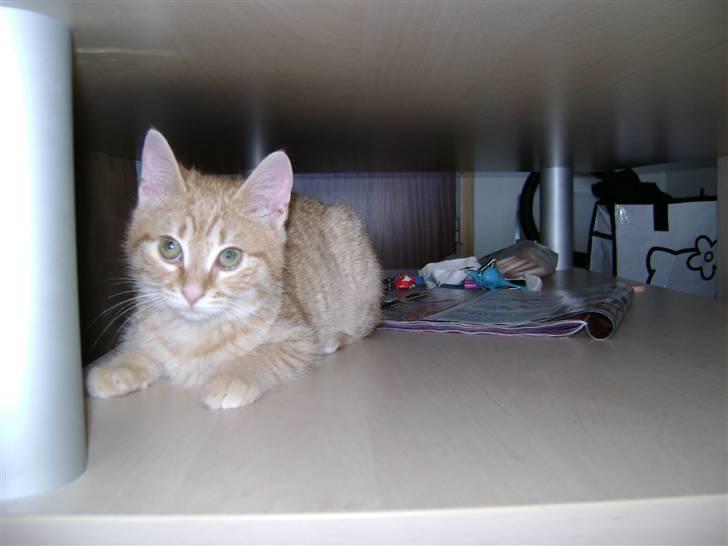 Huskat Misja  billede 13