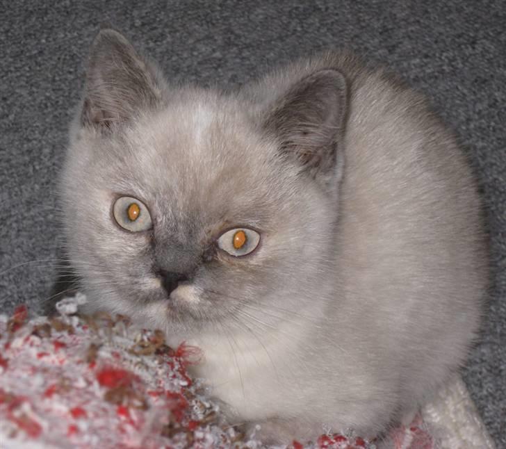 British Shorthair DK Jasmind Miss Blue Blue billede 1