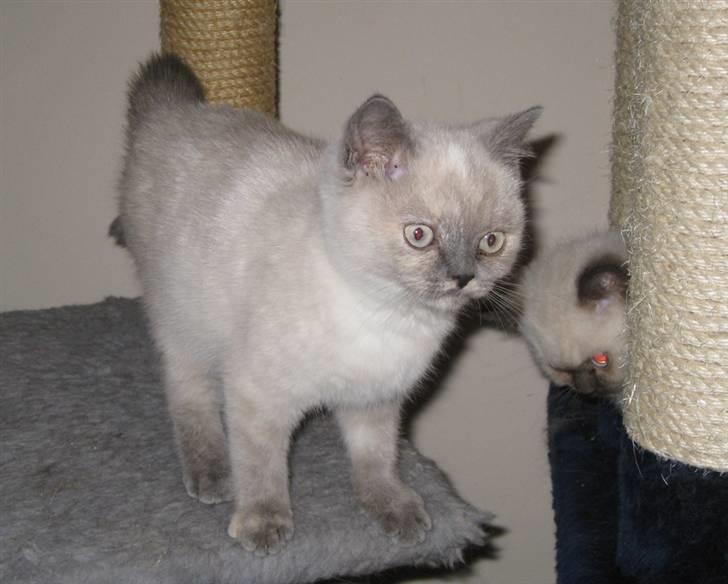 British Shorthair DK Jasmind Miss Blue Blue billede 2