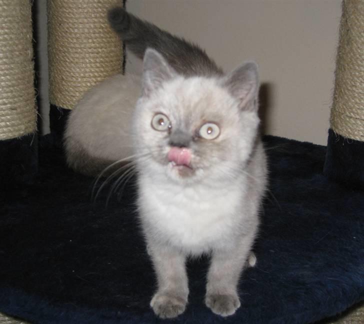 British Shorthair DK Jasmind Miss Blue Blue billede 3