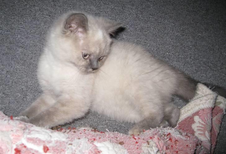British Shorthair DK Jasmind Miss Blue Blue billede 4