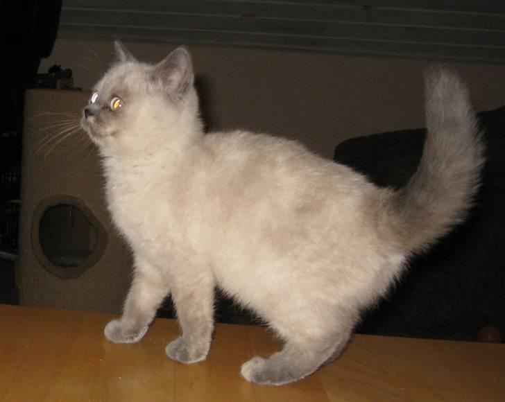 British Shorthair DK Jasmind Miss Blue Blue billede 5