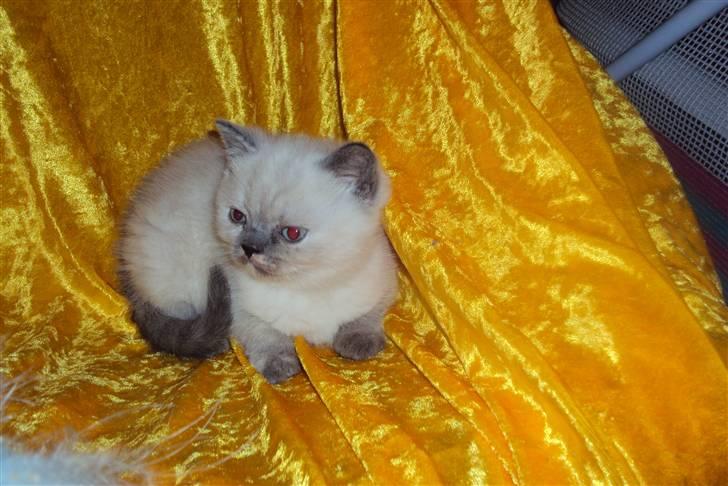 British Shorthair DK Jasmind Miss Blue Blue billede 6