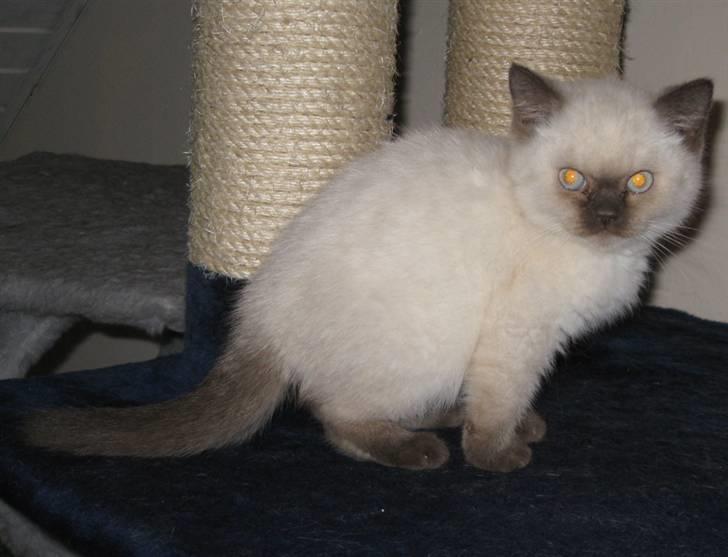 British Shorthair DK Jasminde´s Mascot billede 3