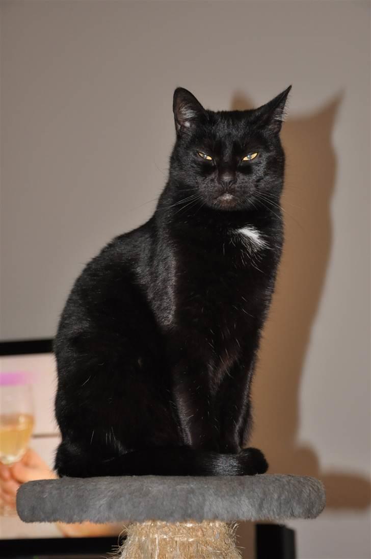 Huskat Pelle - Himmelkat - Velkommen til Pelles profil :o) billede 1