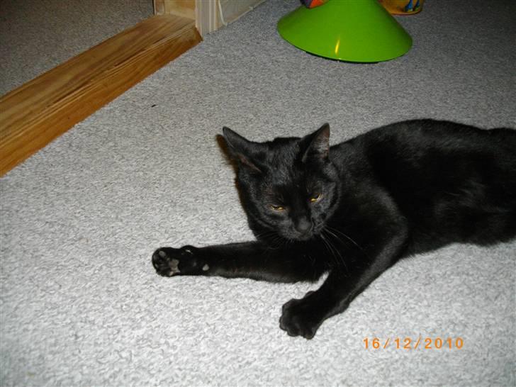 Huskat Pelle - Himmelkat - Pelle :) billede 2