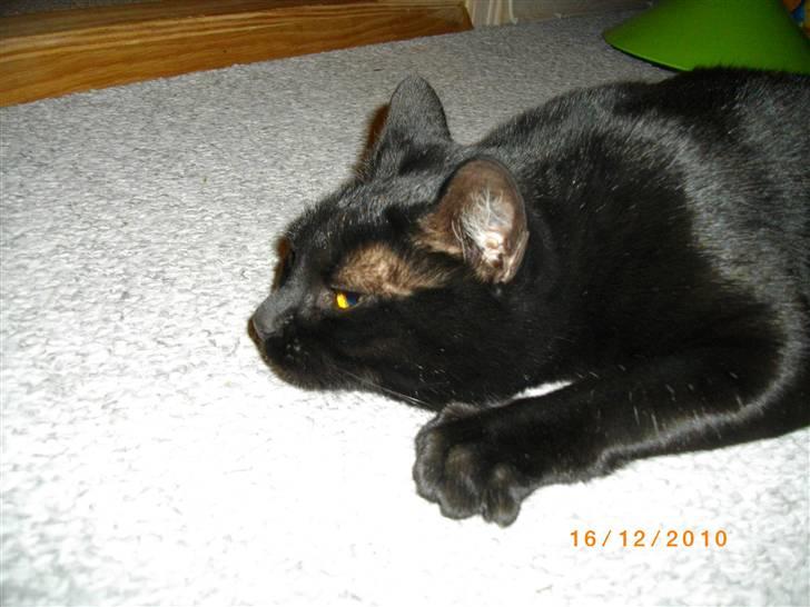 Huskat Pelle - Himmelkat - Sød mis :D billede 3