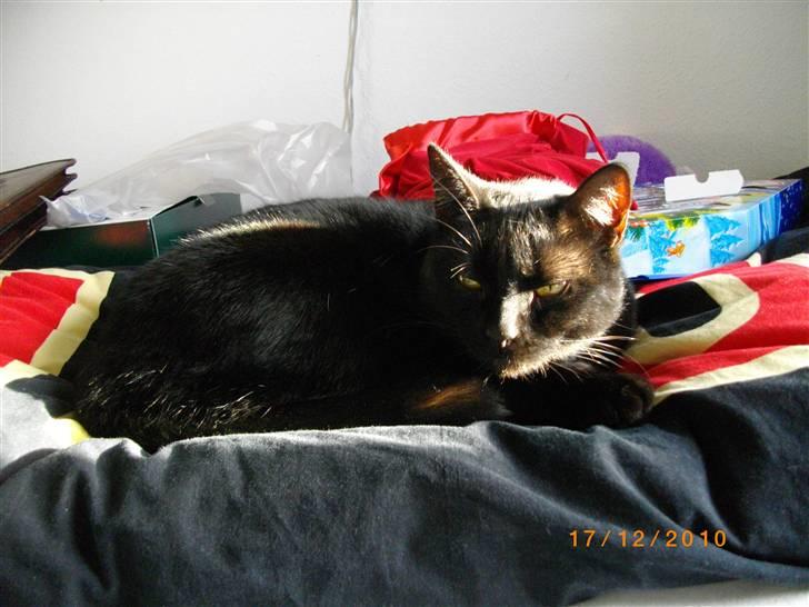 Huskat Pelle - Himmelkat - Her ligger han i min seng og nyder livet :D billede 4