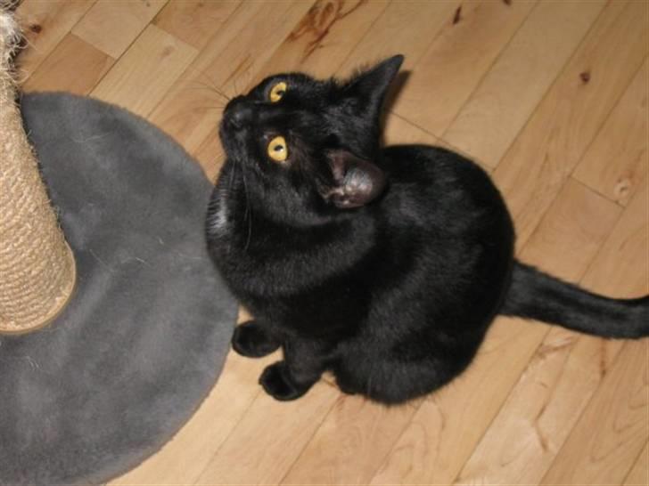 Huskat Pelle - Himmelkat - Pelle i Hvidovre hvor han boede før :) billede 5