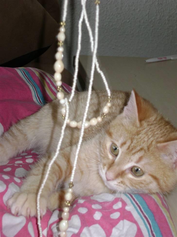 Huskat Misja  billede 15