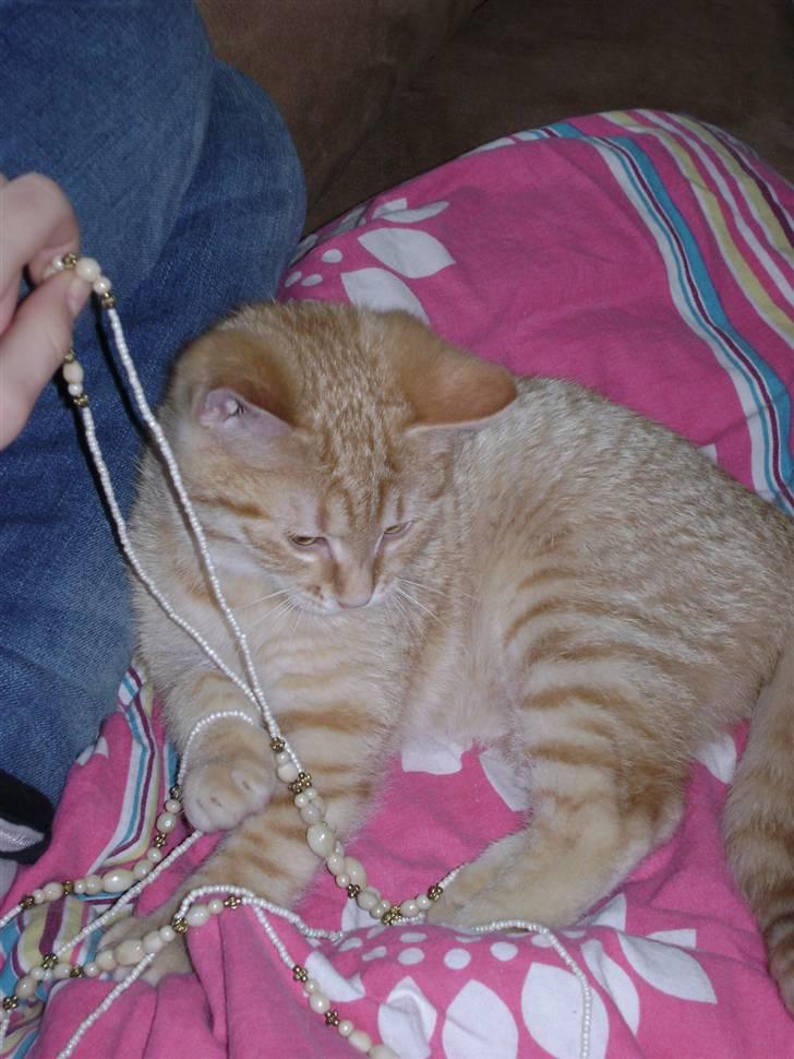 Huskat Misja  billede 16