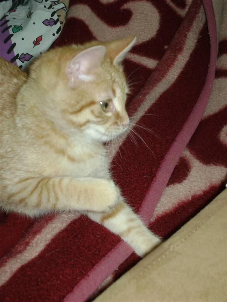 Huskat Misja  billede 17