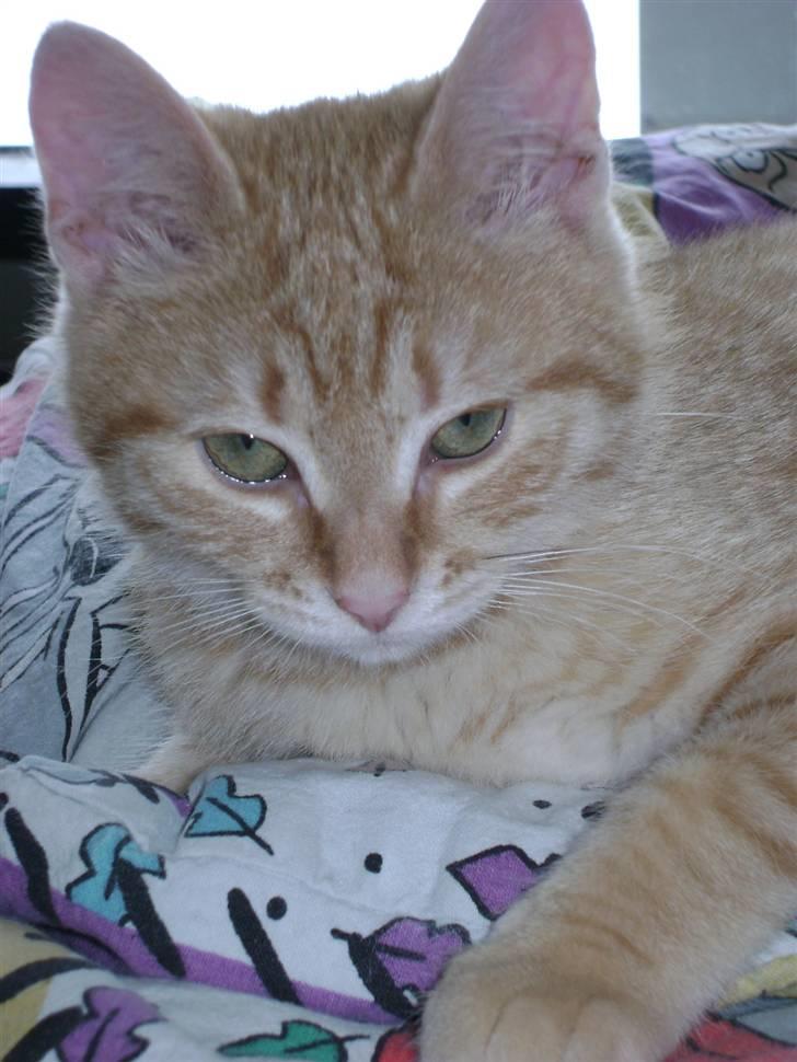 Huskat Misja  billede 18