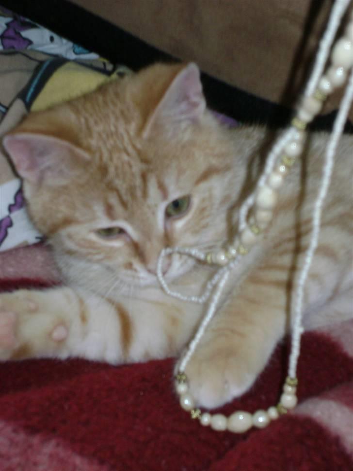 Huskat Misja  billede 19