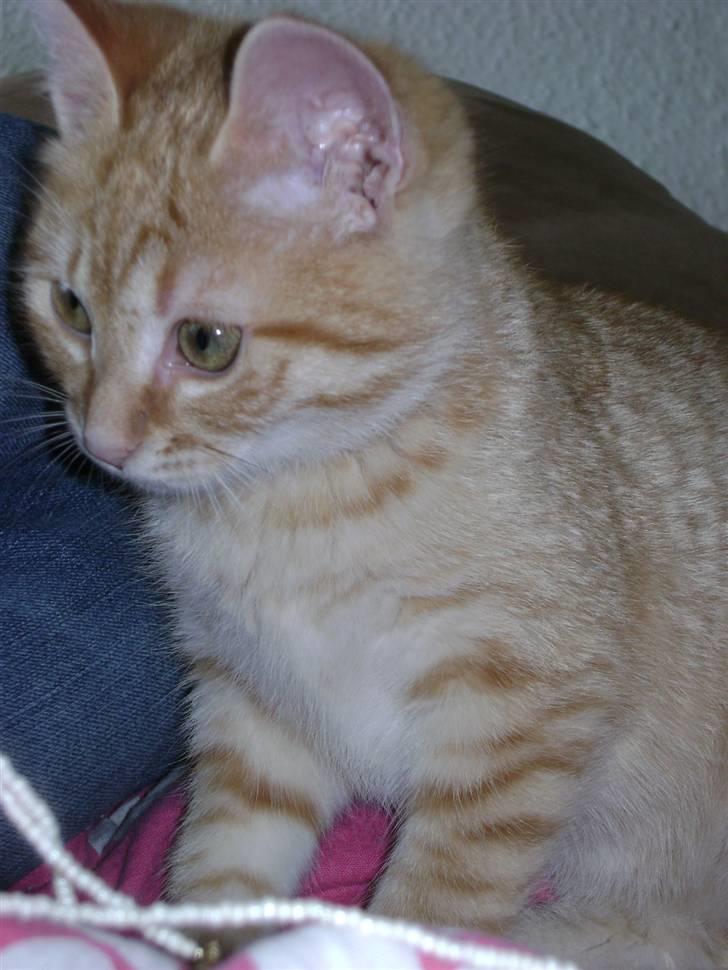 Huskat Misja  billede 20