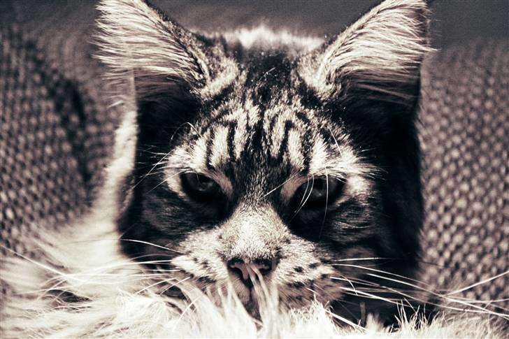 Maine Coon Hans-Christian - Den sødeste mis i verden... I hvert fald i MIN verden billede 10