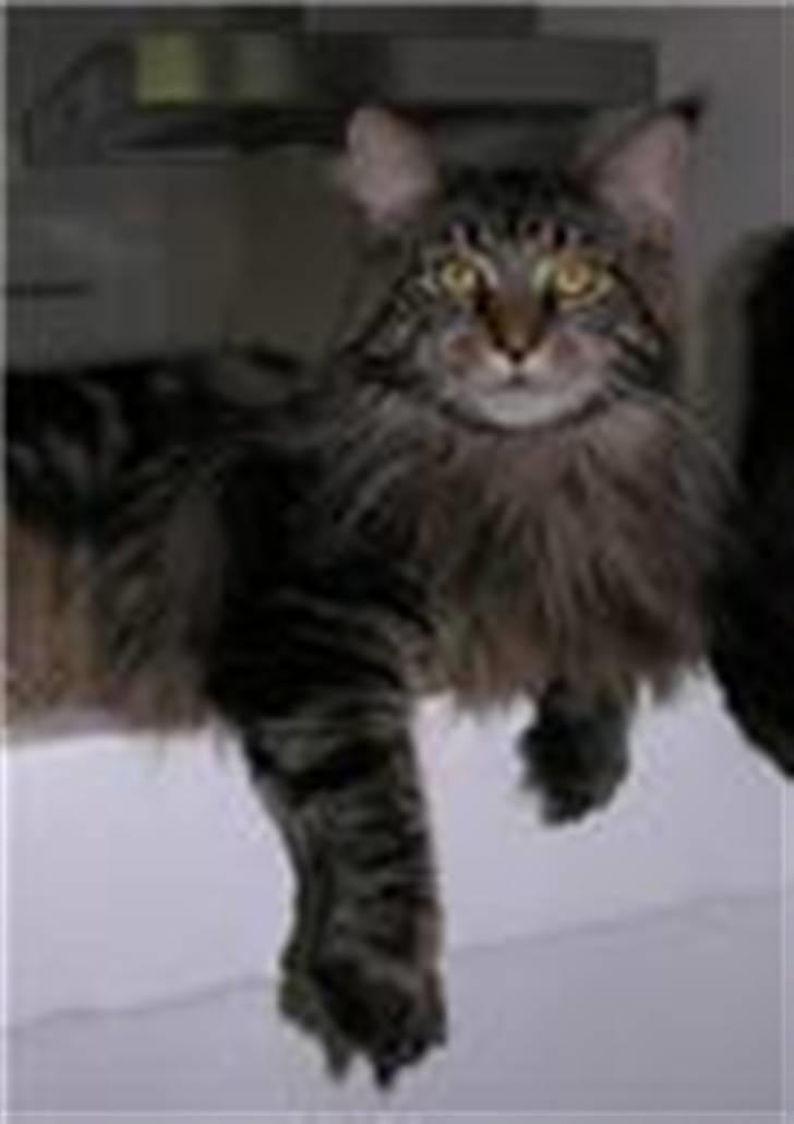 Maine Coon Heatseeker billede 1