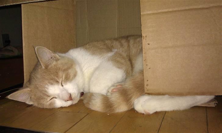 Huskat Spigo - Flyttet på en Gård <3 billede 1