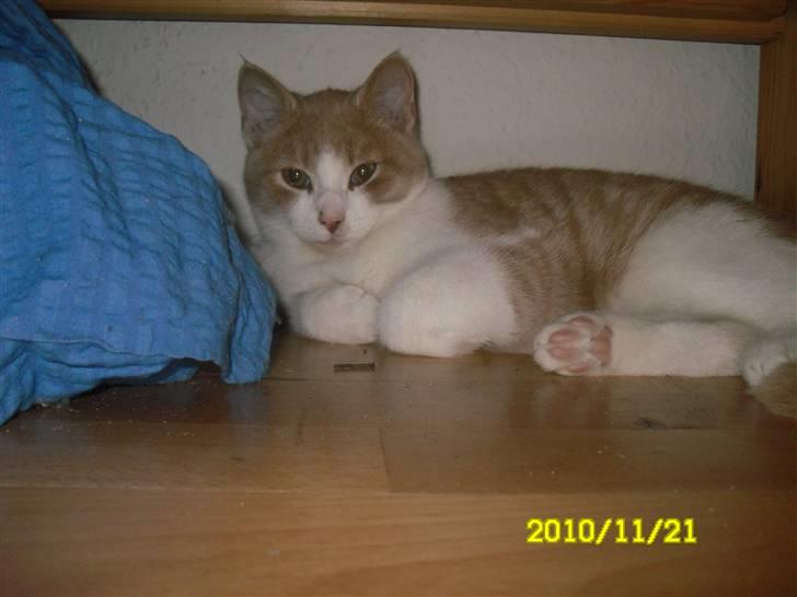 Huskat Spigo - Flyttet på en Gård <3 billede 2