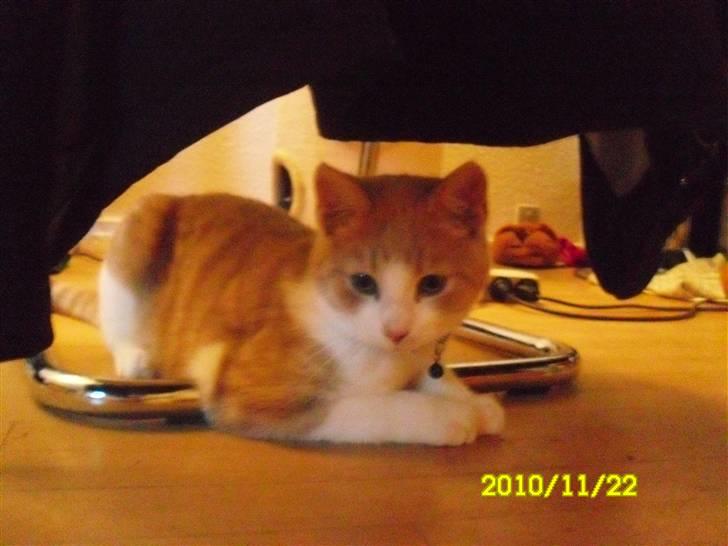 Huskat Spigo - Flyttet på en Gård <3 - På dette billede ser han mindre ud, på trods af han er ligeså gammel som på det andre billede 3