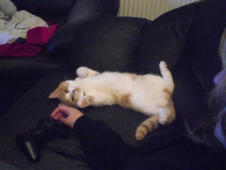 Huskat Spigo - Flyttet på en Gård <3 - "se hvor sød og uskyldig jeg kan se ud" billede 4