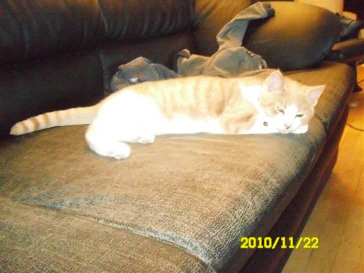 Huskat Spigo - Flyttet på en Gård <3 billede 5