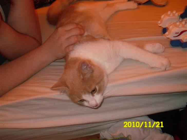 Huskat Spigo - Flyttet på en Gård <3 billede 6