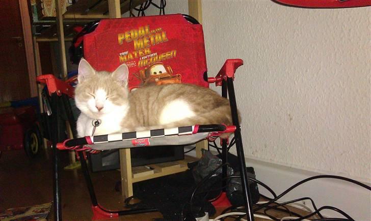 Huskat Spigo - Flyttet på en Gård <3 - På min venindes søns stol - her ligger han godt billede 7