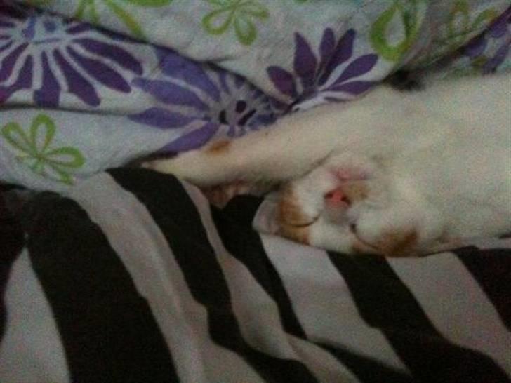 Huskat Nikoline billede 2