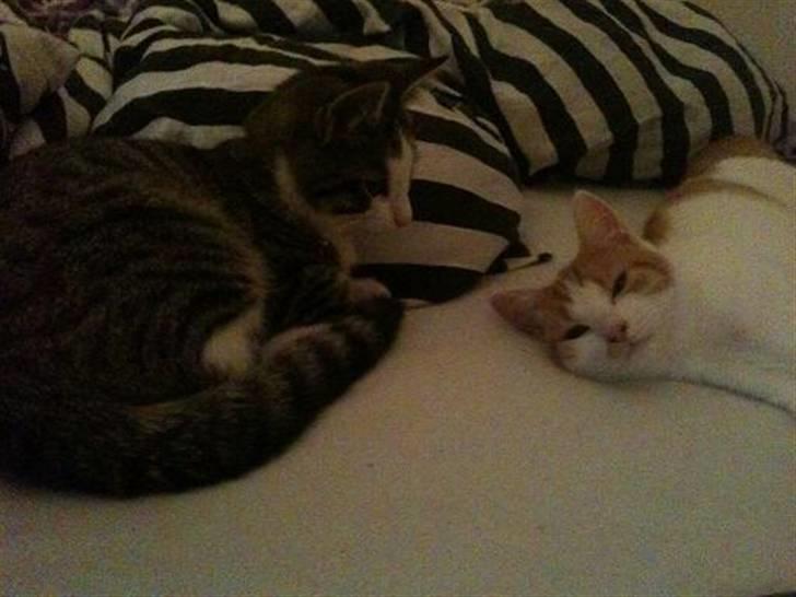 Huskat Nikoline billede 3