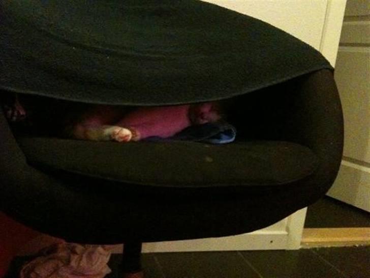 Huskat Nikoline billede 4