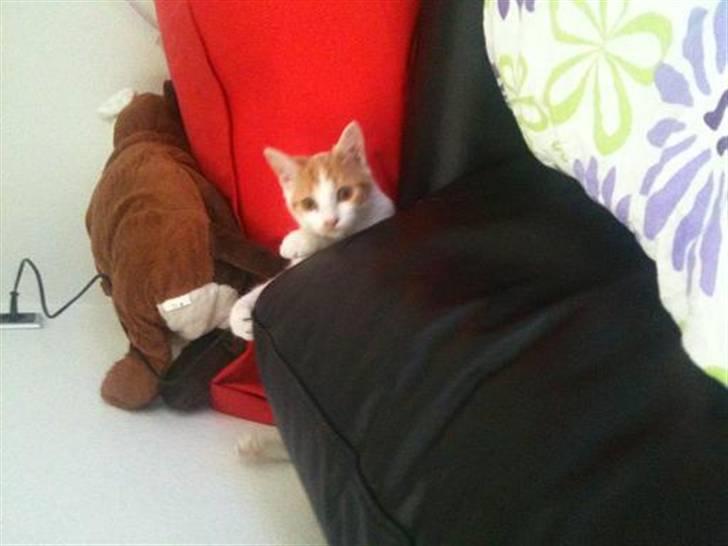 Huskat Nikoline billede 7