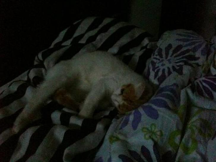 Huskat Nikoline billede 8