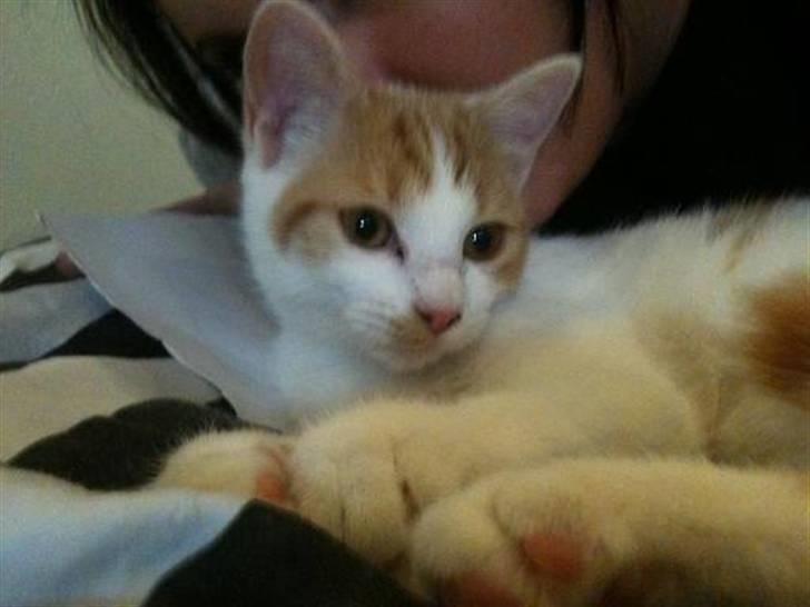 Huskat Nikoline billede 12