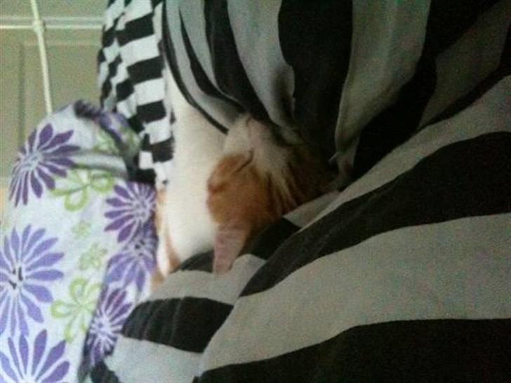 Huskat Nikoline billede 13