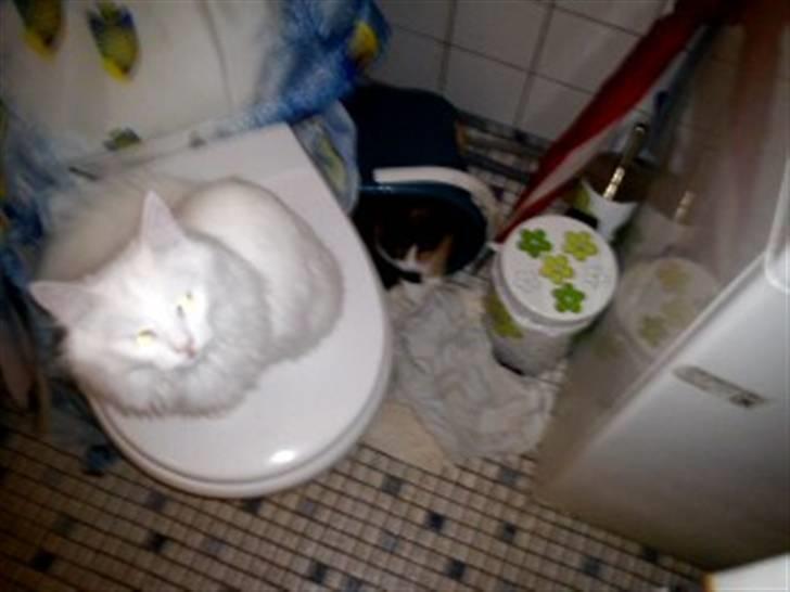 Norsk Skovkat Carri billede 1