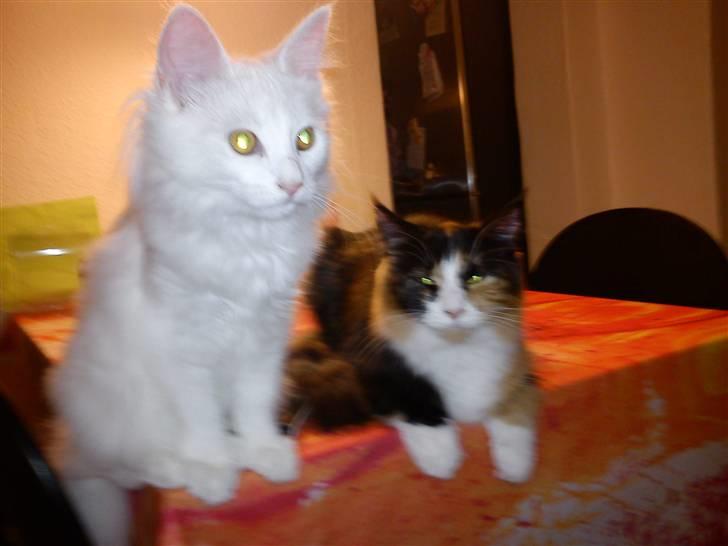 Norsk Skovkat Carri billede 2