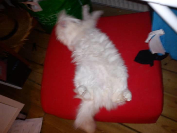 Norsk Skovkat Carri billede 3