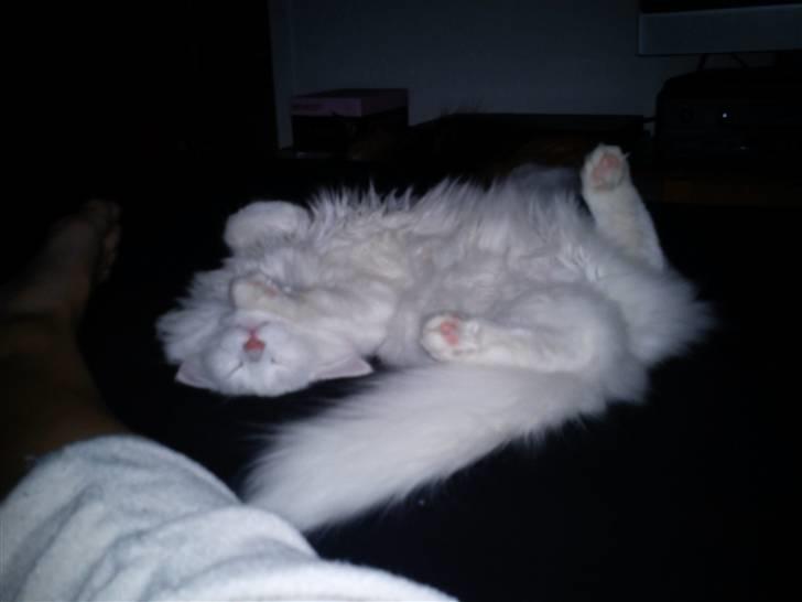 Norsk Skovkat Carri billede 4