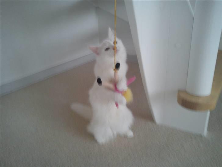 Norsk Skovkat Carri billede 5