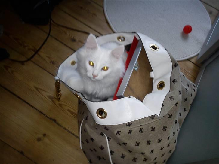 Norsk Skovkat Carri billede 6